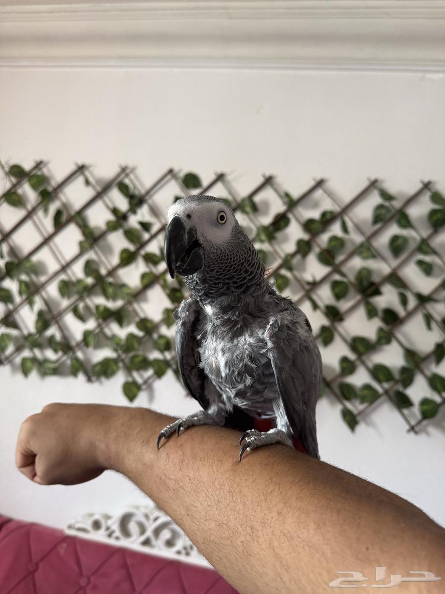 كاسكو متكلم فوق 50 كلمة(تم البيع )64367391707267112