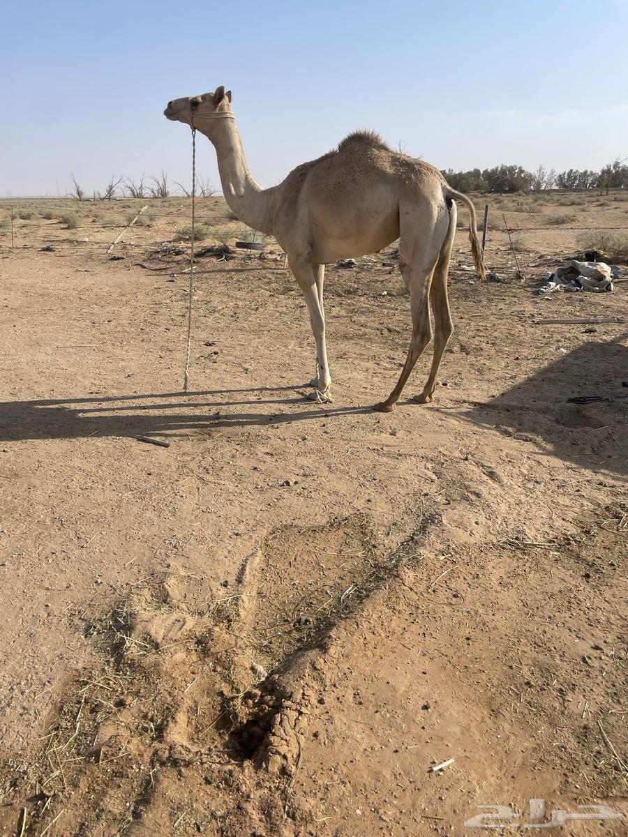 بكره حره طوع بالسن64365776603139112