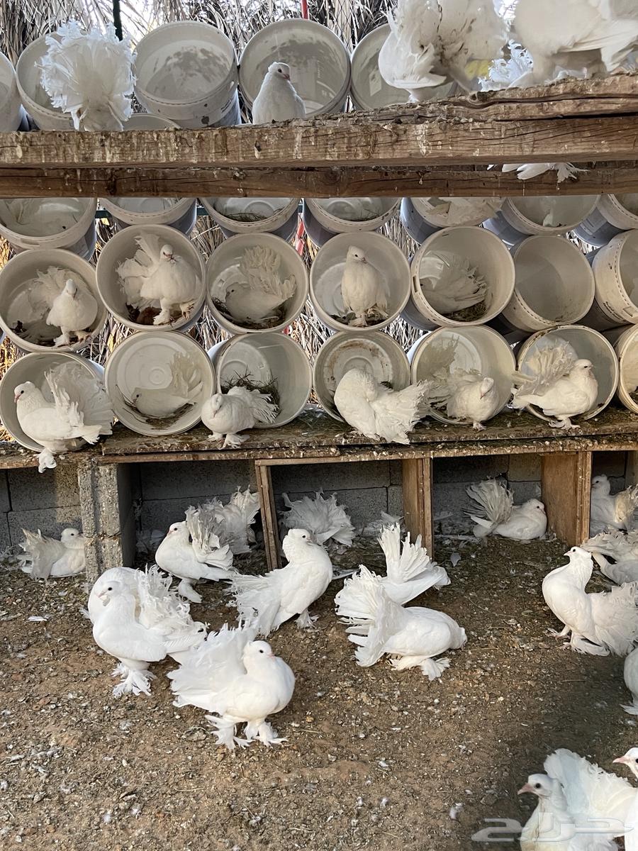 للبيع حمام رقاصي64372141332099114