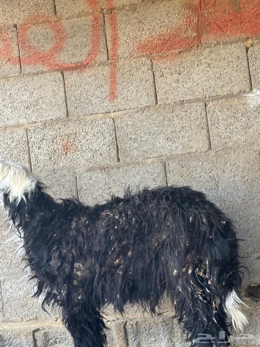 خروف وتيس مخصي للبيع64371016375810114