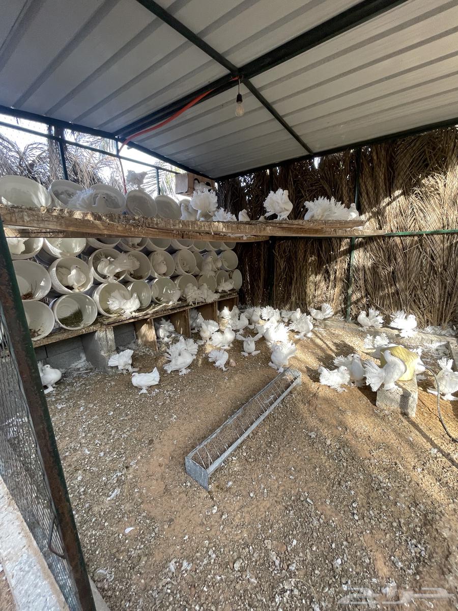 للبيع حمام رقاصي64372141332099111