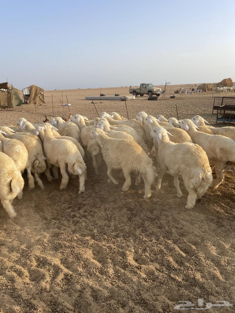 طليان للبيع بالجملة64375648330625112