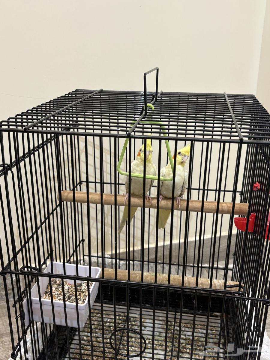 للبيع جوز كروان إليف64363041186179110