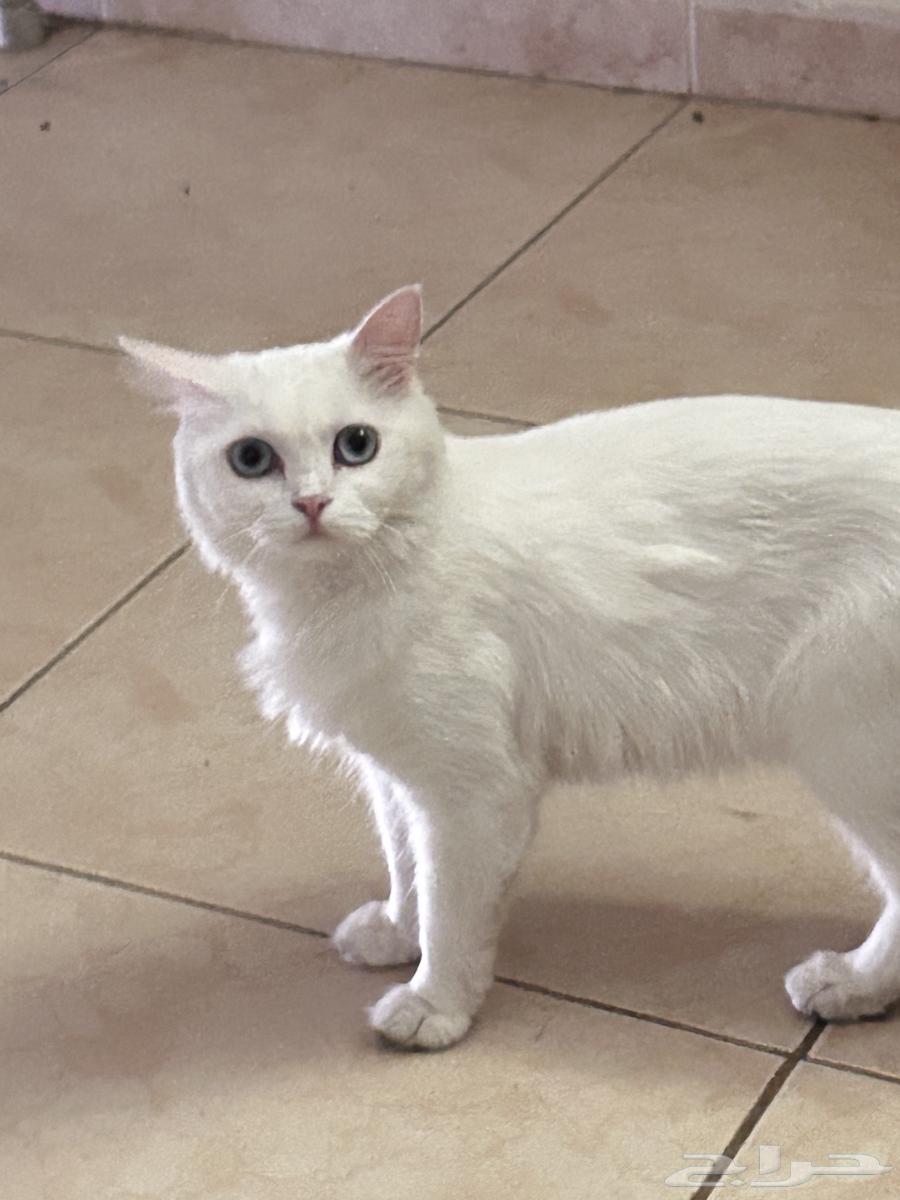 قطوه للبيع64368207788546110