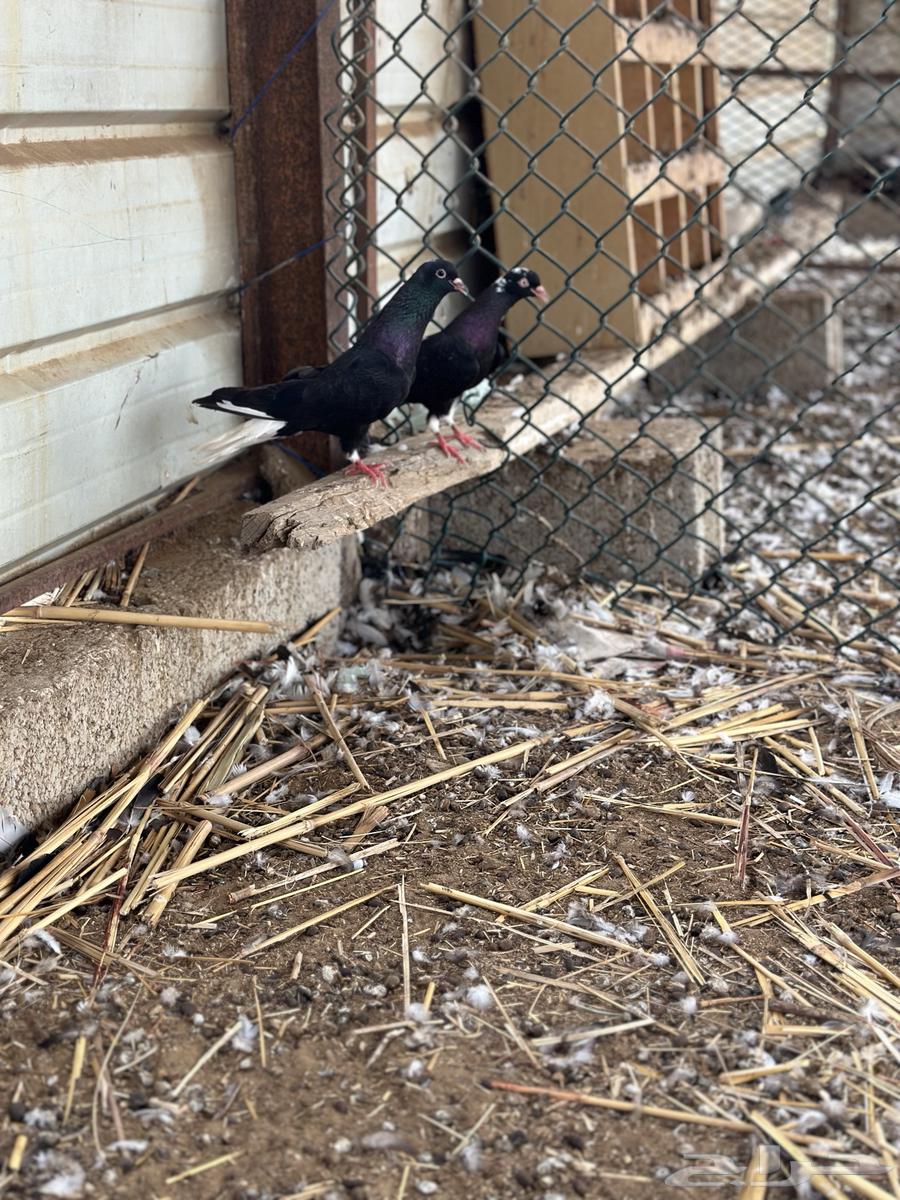 حمام قطايف64364922208258111