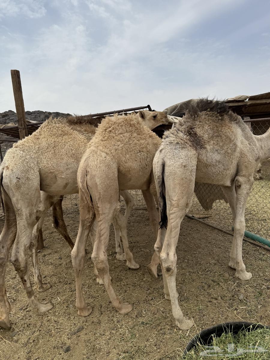 للبيع قعدان شقح الشحم فل طيبات وبريات64366351816065112