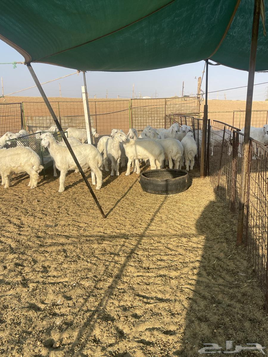 للبيع بهم حري هرافى 20الاعمار من 3شهور ونص وطالع64371964893825111