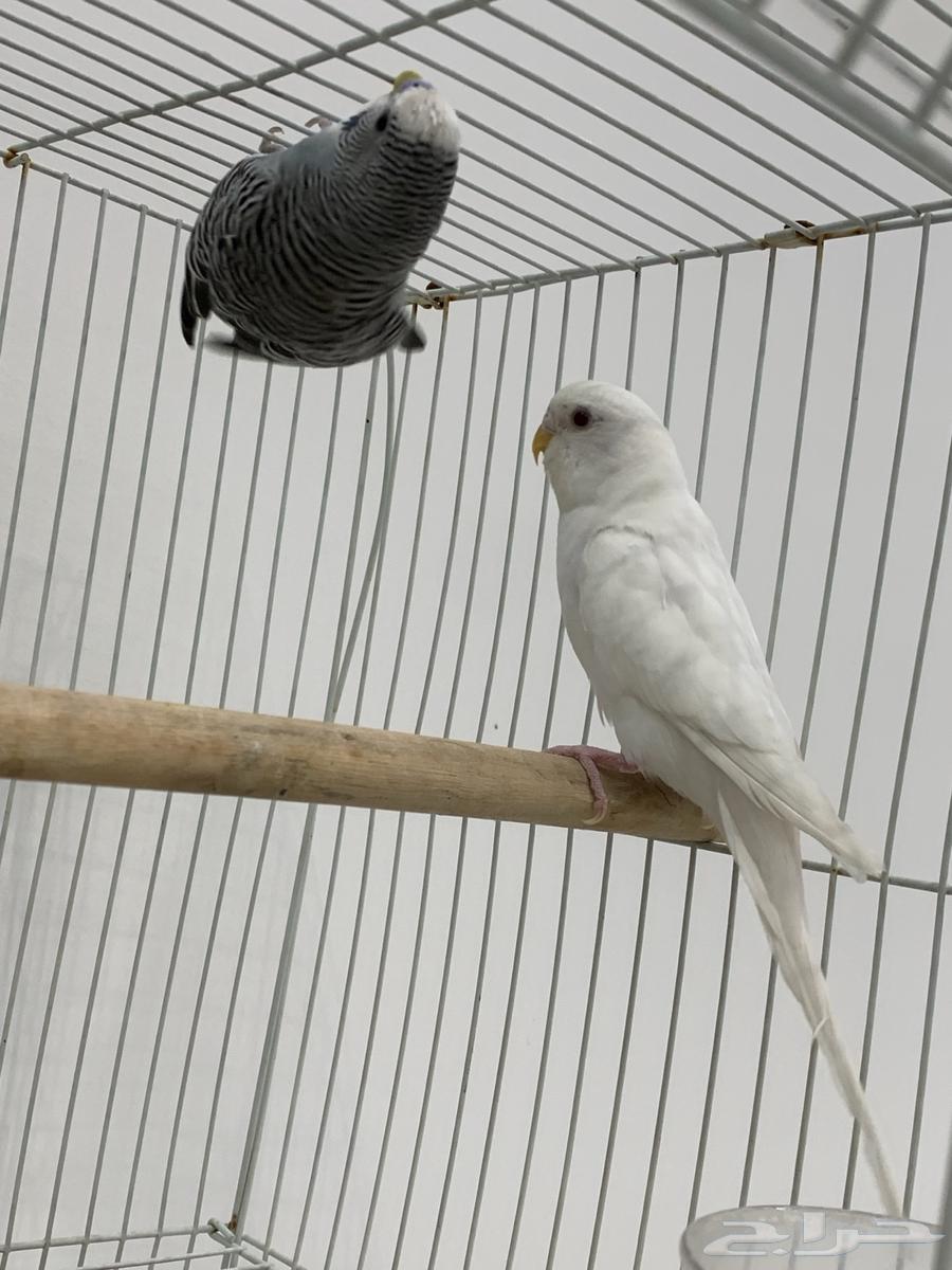 جوز بادجي او عواشق هولندي64373341888257112