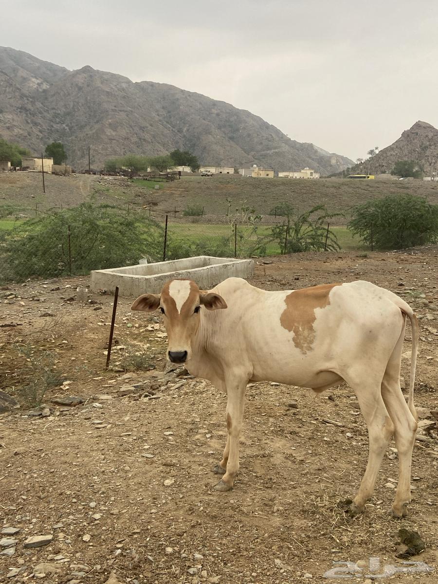 اثنين ذكور للبيع64372741036289110