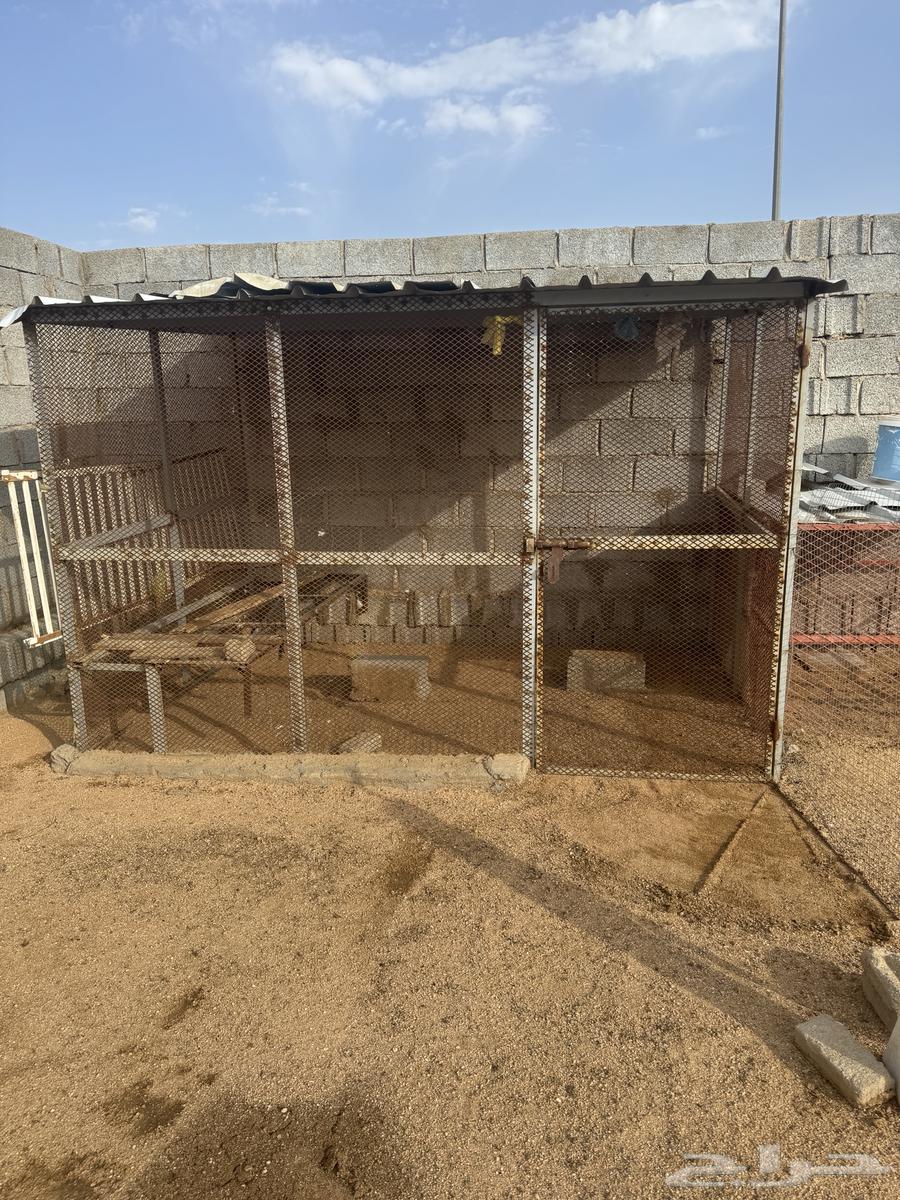 شبوك للبيع64371016382723110