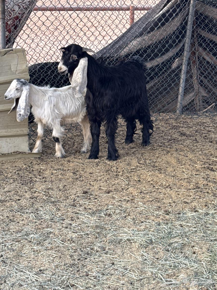 Tios64372038084738112