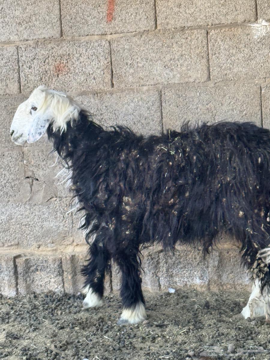 خروف وتيس مخصي للبيع64371016375810112