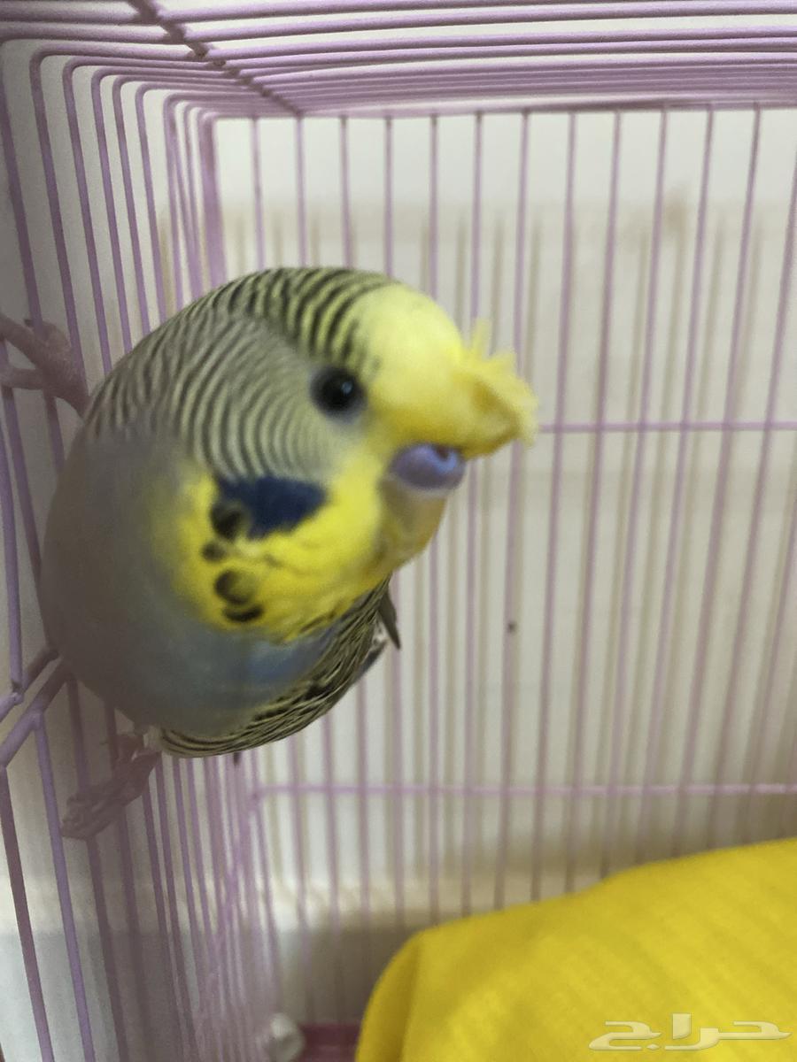 بادجي لعوب جدا  8064365439946497111