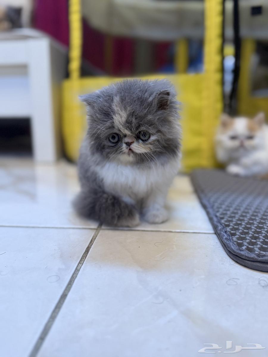 قطط كيتنز بيكي فيس للبيع64365085225474111