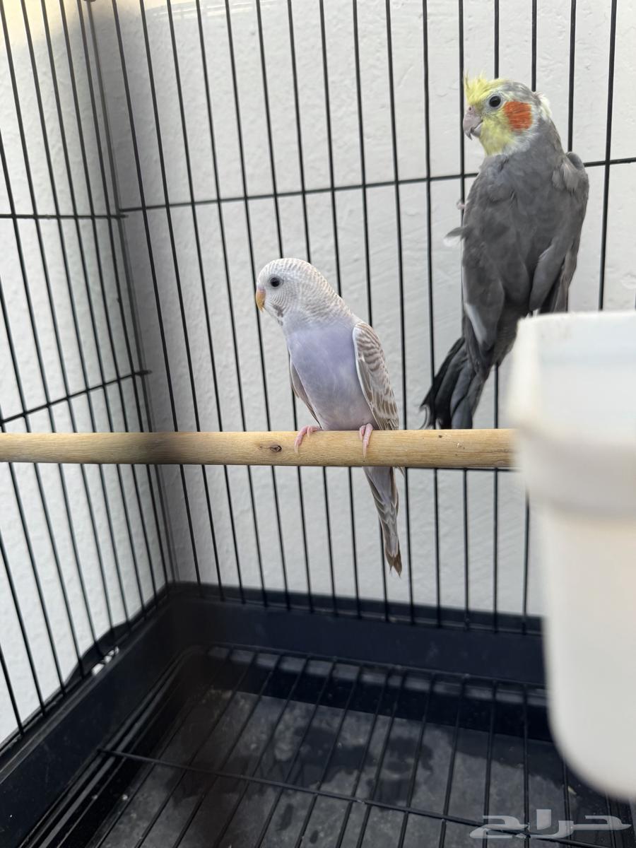 ذكر كروان ب100  فقط64366293152001112