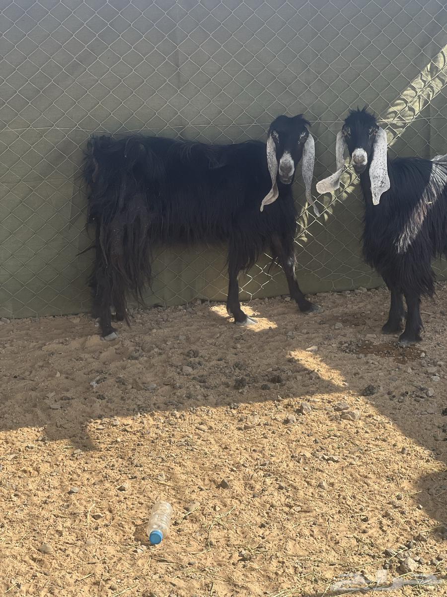 شياه مضاريع ومعزاء64367347424386113