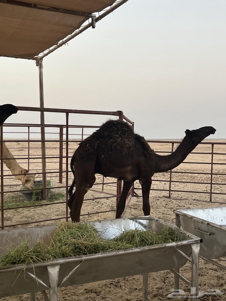 قعدان مجاهيم للبيع64373639684611111