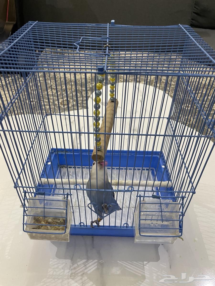 روز فايلوت هدد64371818538370112