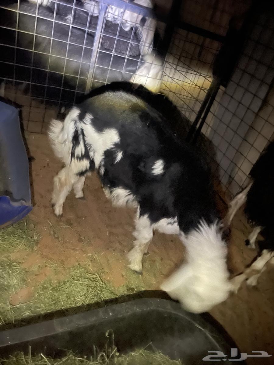 Najdi stallion, four months old, fat and sealed with fat64377914849026111