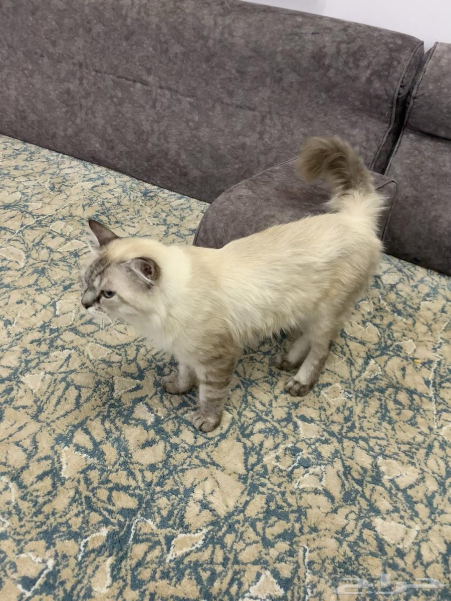 هر شيرازي للبيع64370352056961113