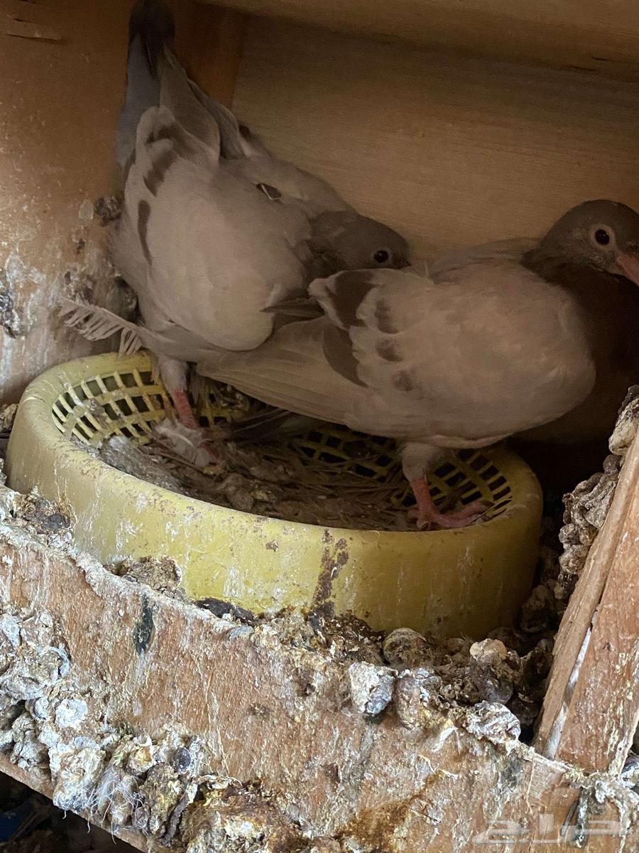 6 ازواج للبيع فروخ فرنسي ملكي وفروخ سلفر64372594223233113