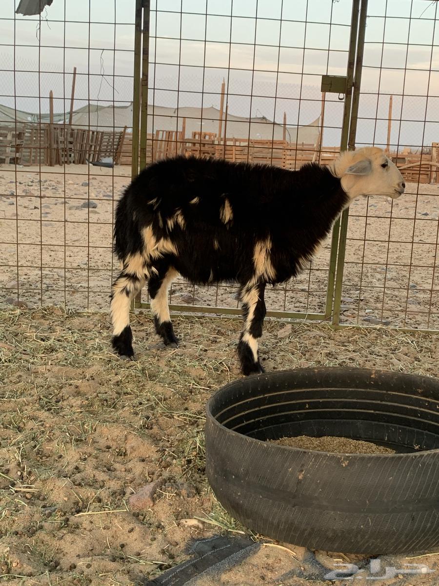 طلي نجدي64372828202242111