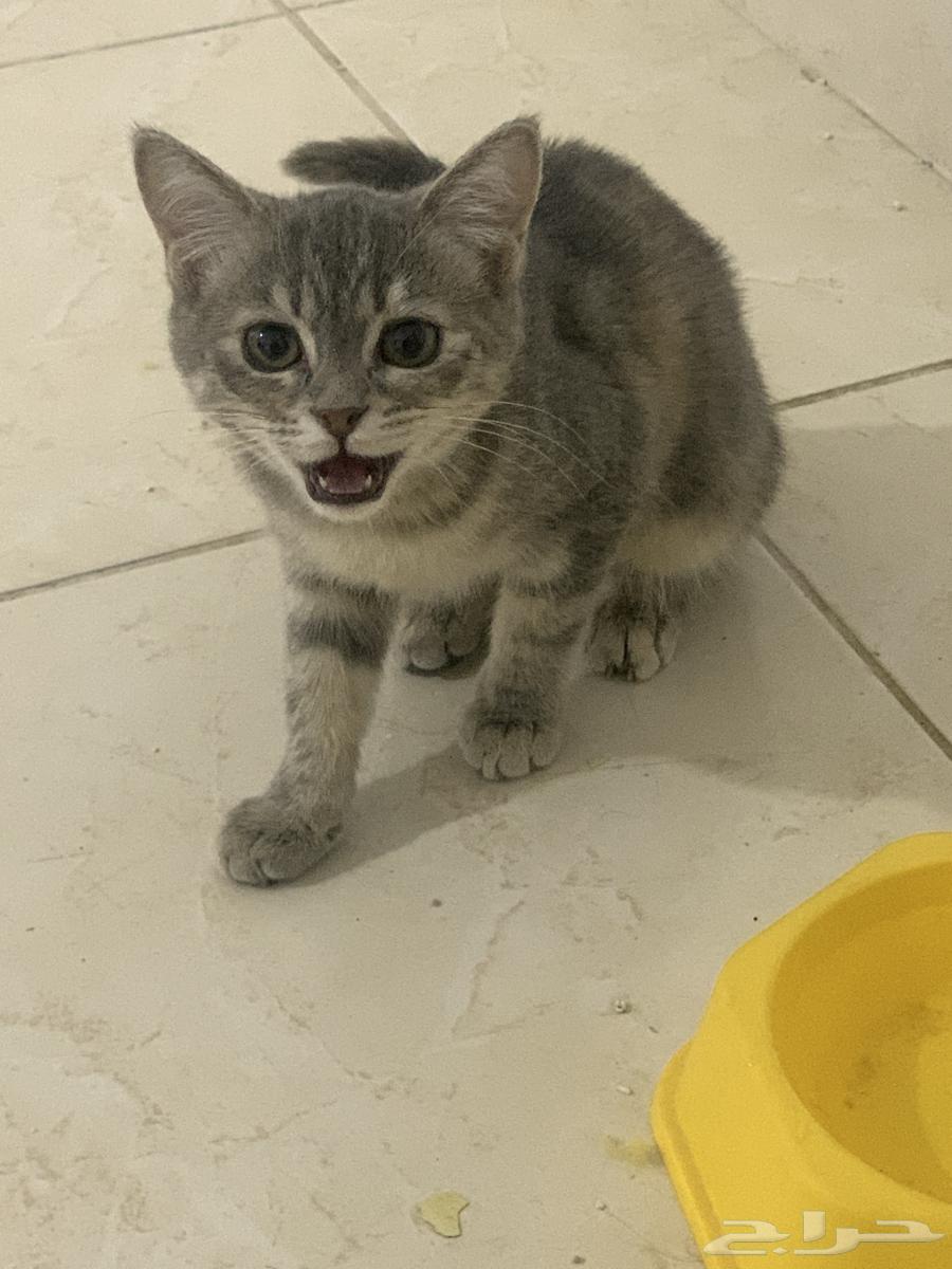 بيع قطتين مع اغراضها 50064371687012482112