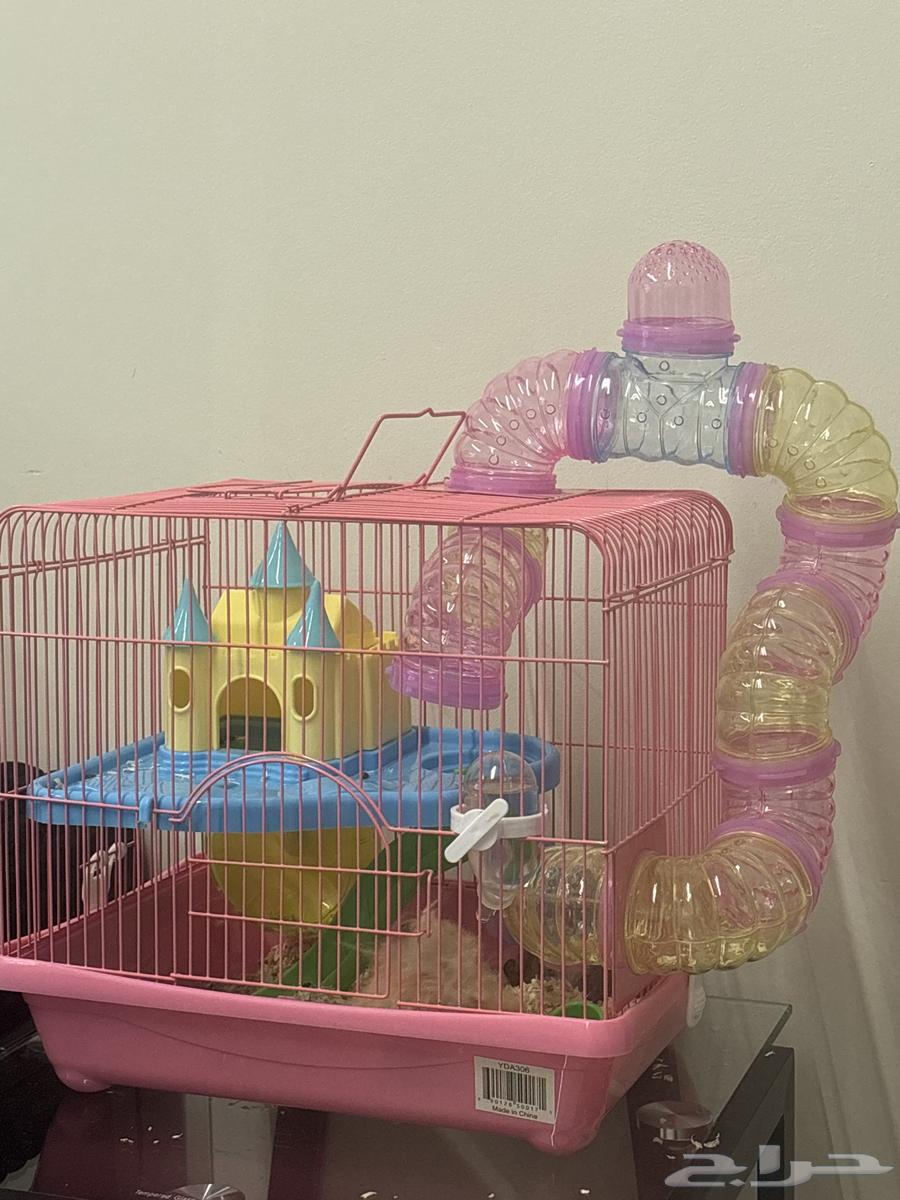 هامستر للبيع64377034204034110