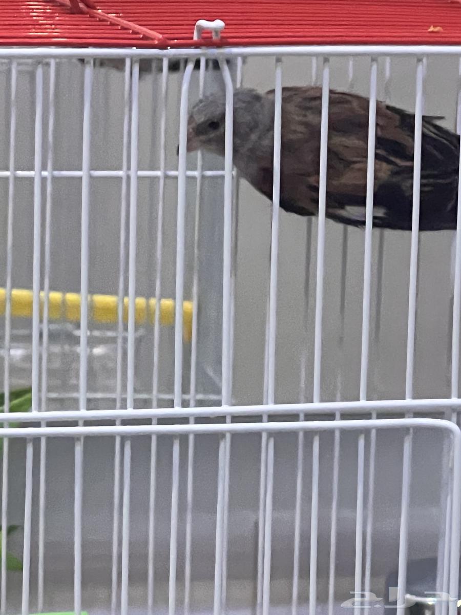 للبيع حسون يمني بداية تغريد64373876452609112