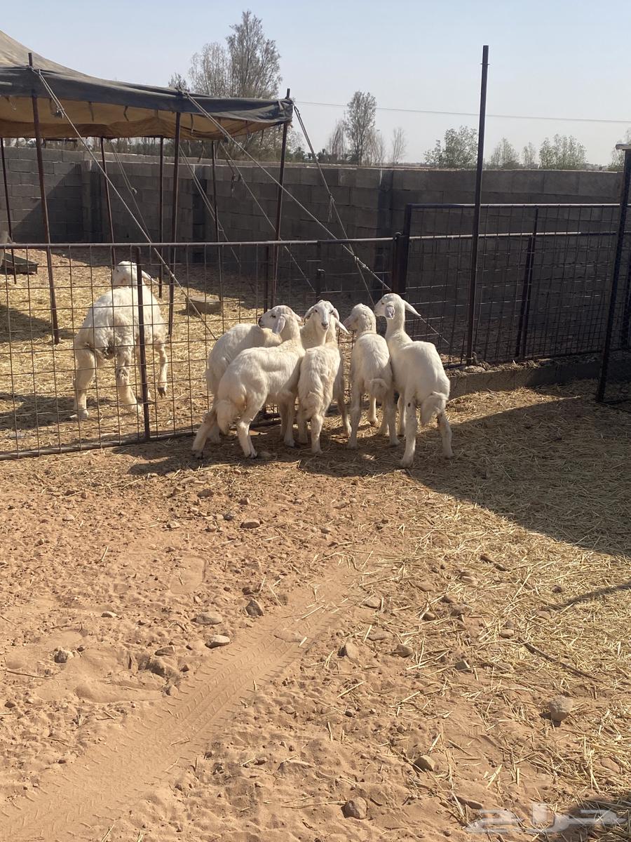 للبيع رخال حري64365938479747110