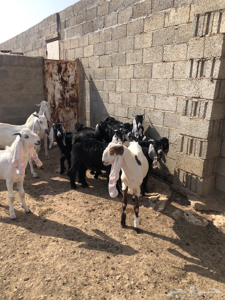 تيوس مخاصي للبيع64371335801090110