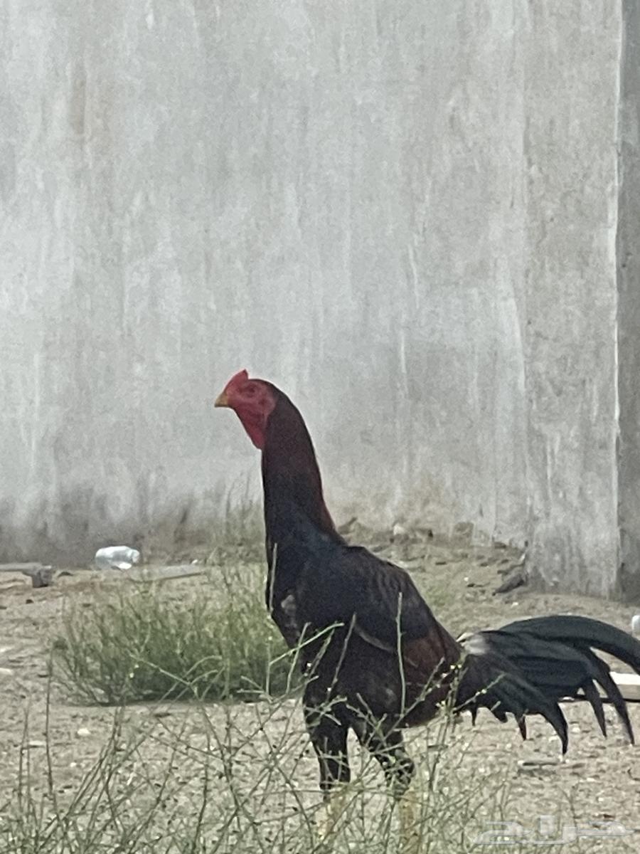 ديك باكستاني صغير ف العمر64372419860353110