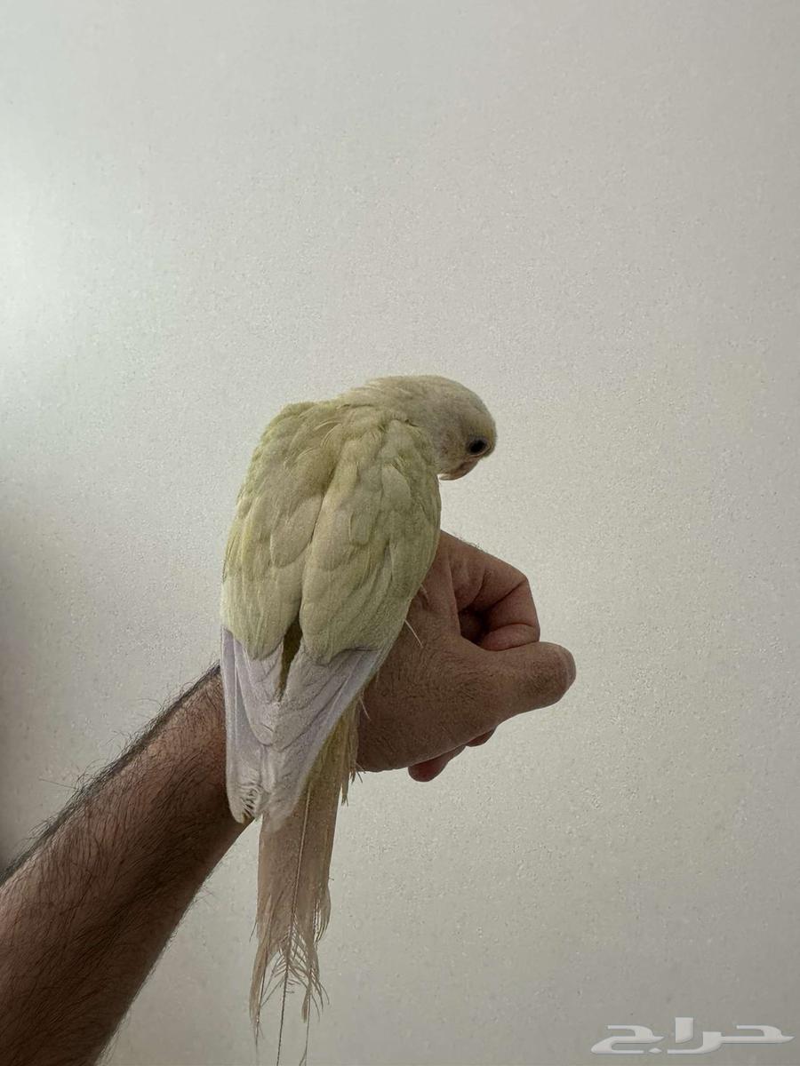 كنيور نعناع اليف وهدد64373326842114110