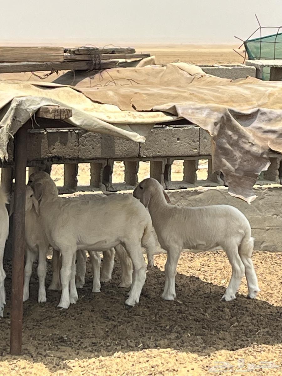 Tali and three palm trees64374053776897112