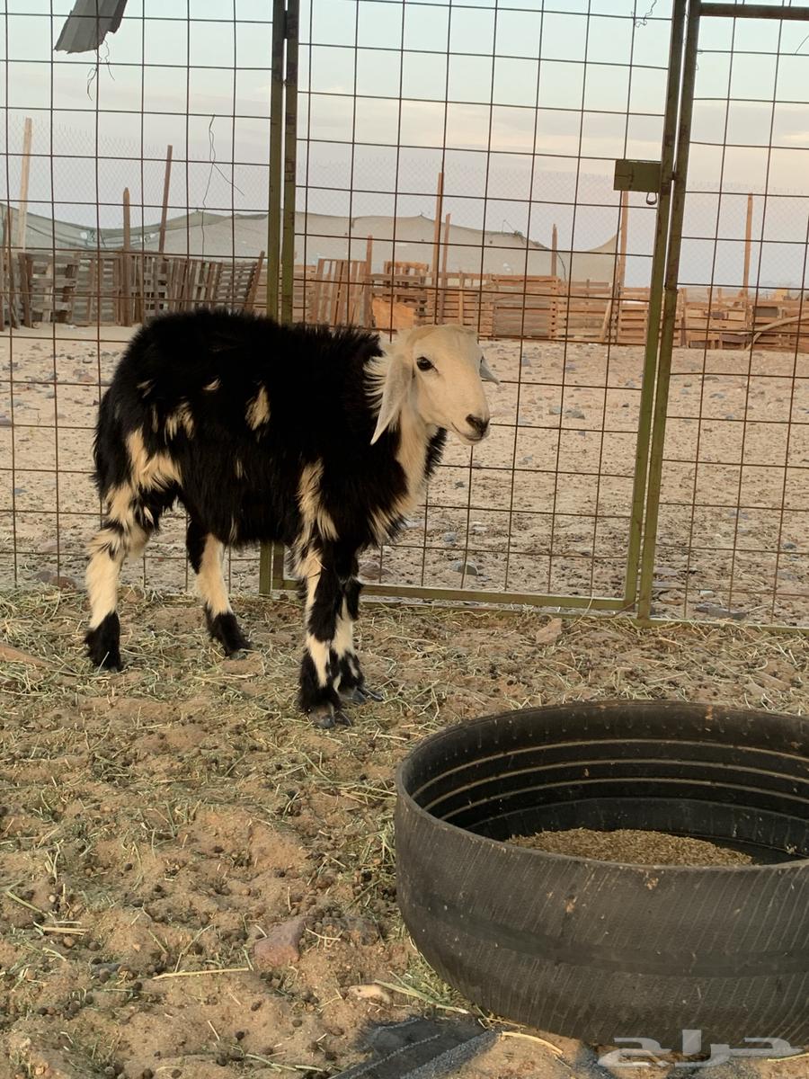 طلي نجدي64372828202242113