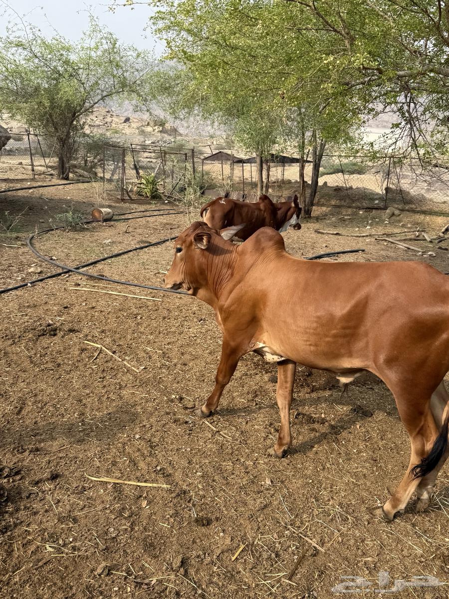 حسلان بلدي64366071293314110