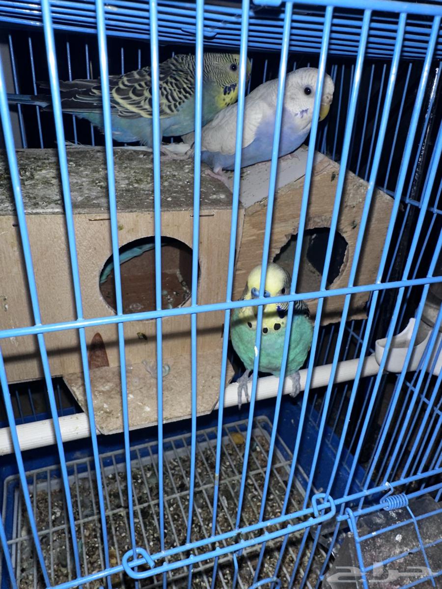 جوزين بادجي طيور الحب64364470534018112