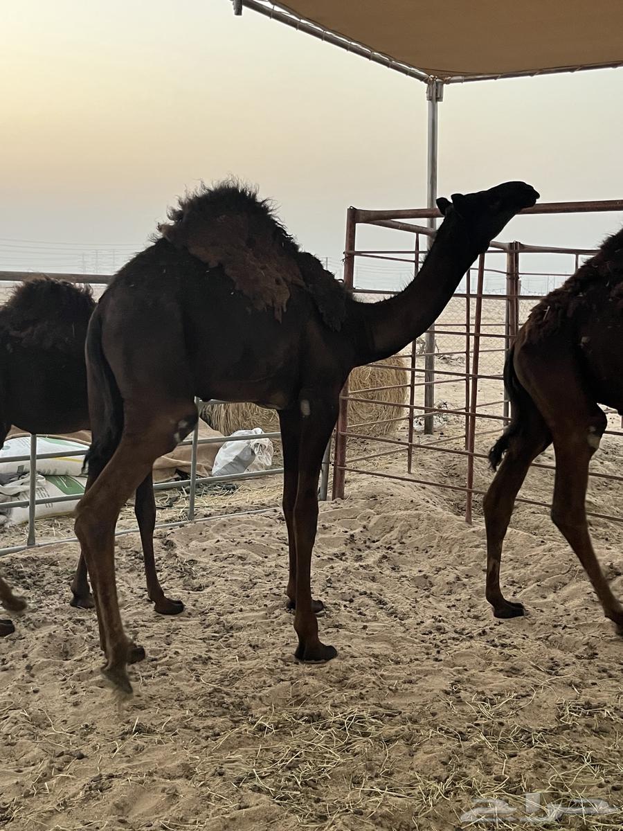 قعدان مجاهيم للبيع64373639684611114