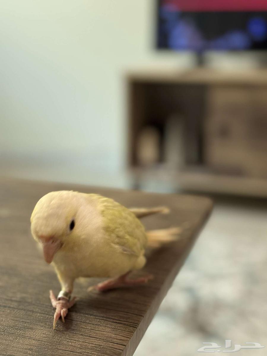 كنيور نعناع اليف وهدد64373326842114114