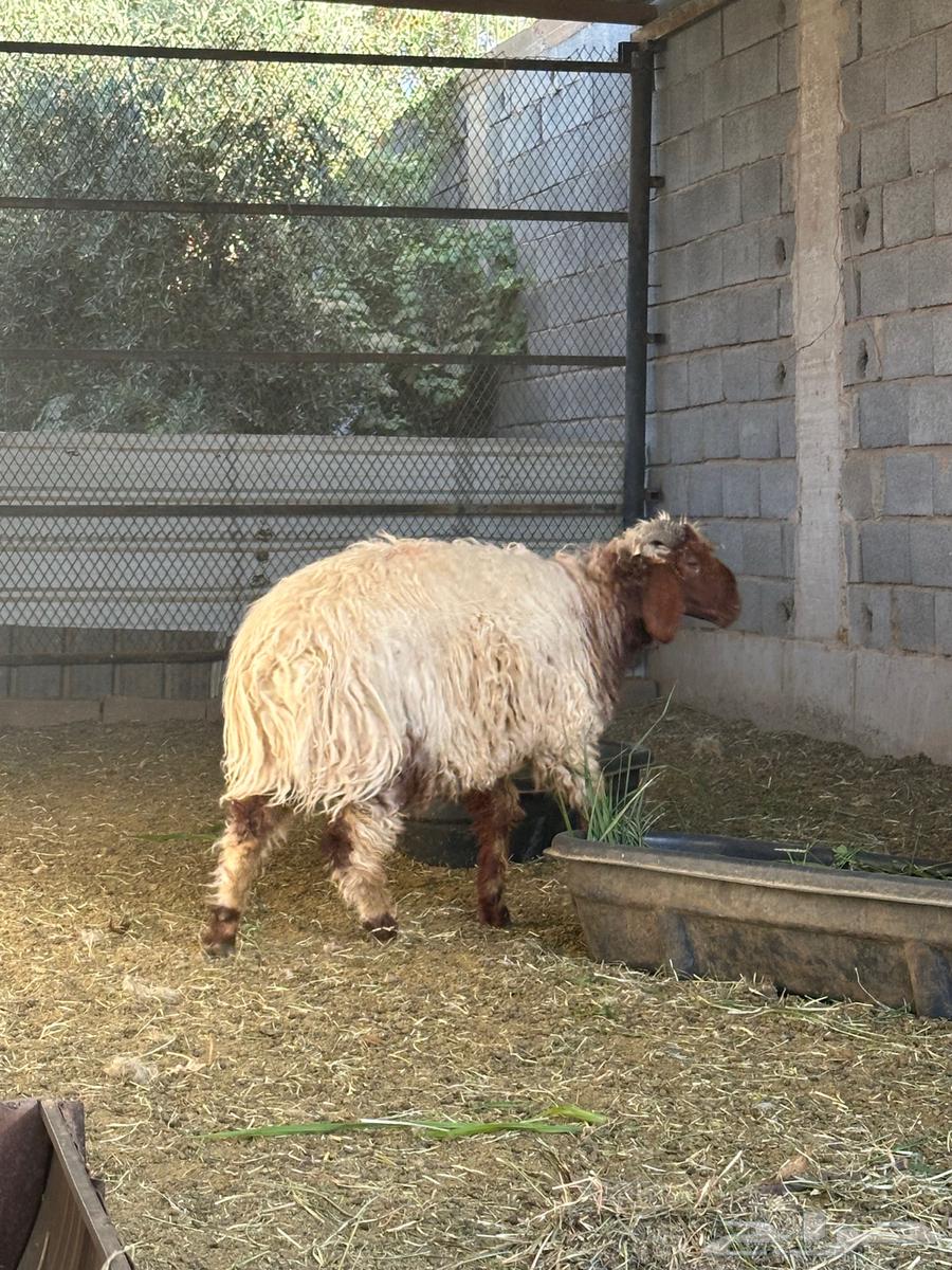 خرفان نعيمي ب400 ريال64375349103490110