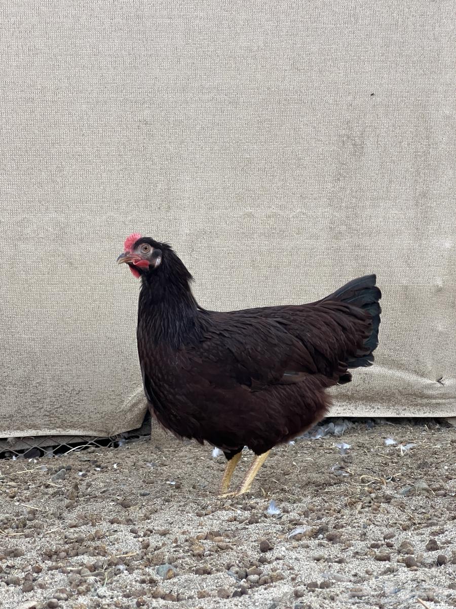 تم البيع دجاج رود ايلاند64365484646019111