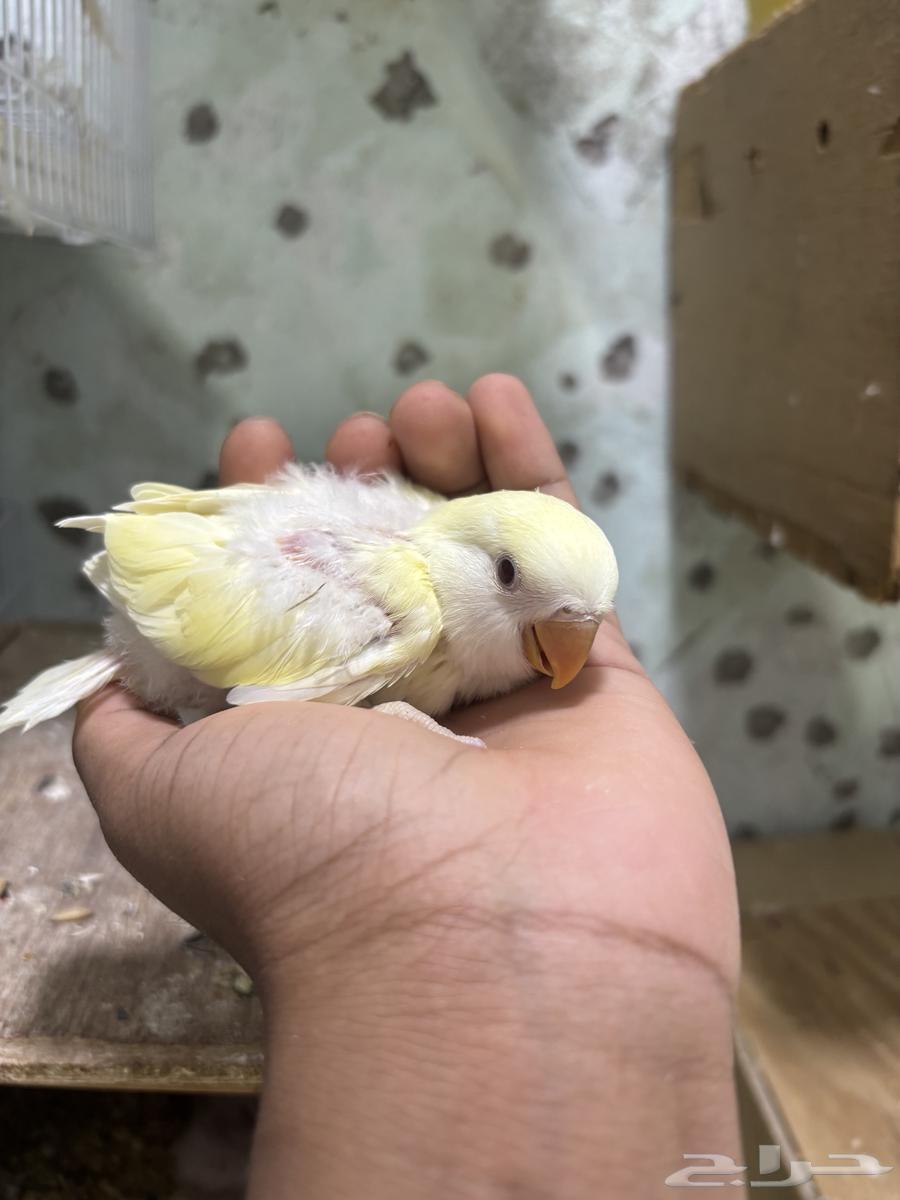 Froukh Al-Roz64364831939713110