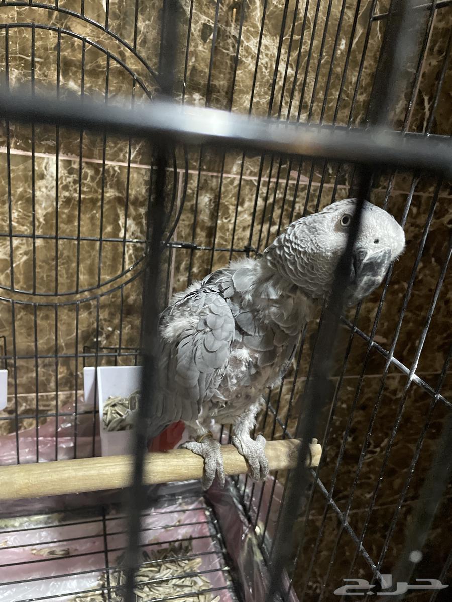 ببغاء افريقي64360914766979113