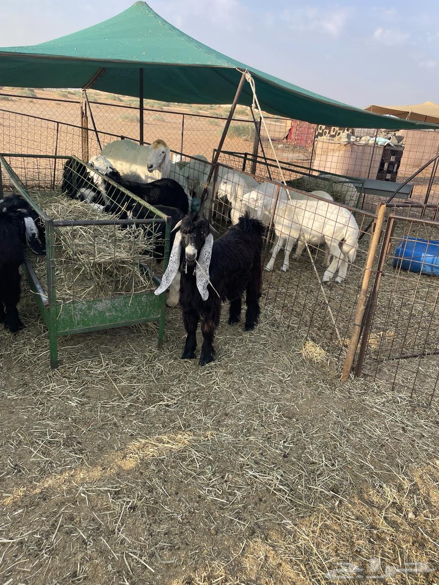 5-month-old fat-tailed ram lamb in locked condition64370612079107110