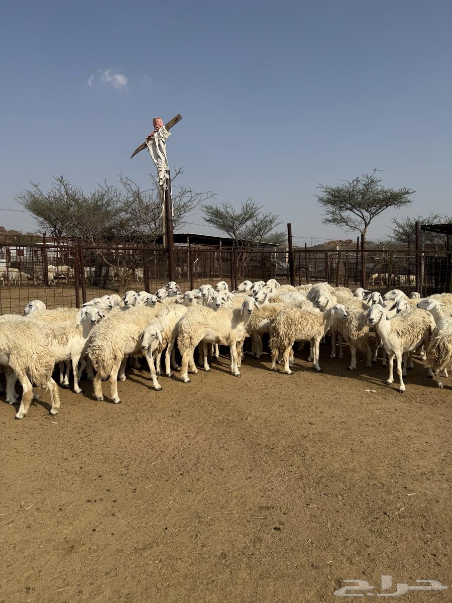 رخال حريات صنف ودفيع64373462715649113