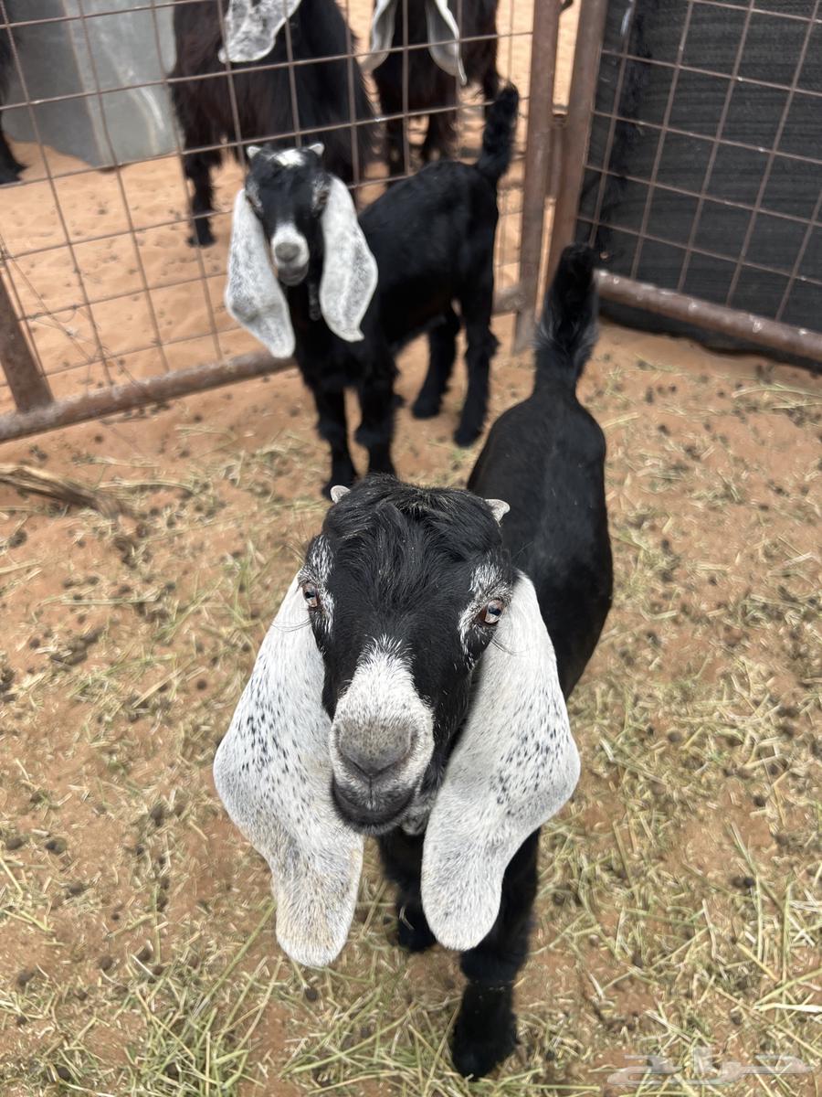 عنز للبيع معها تيسين اعمارهن شهر ونص64371001649921111