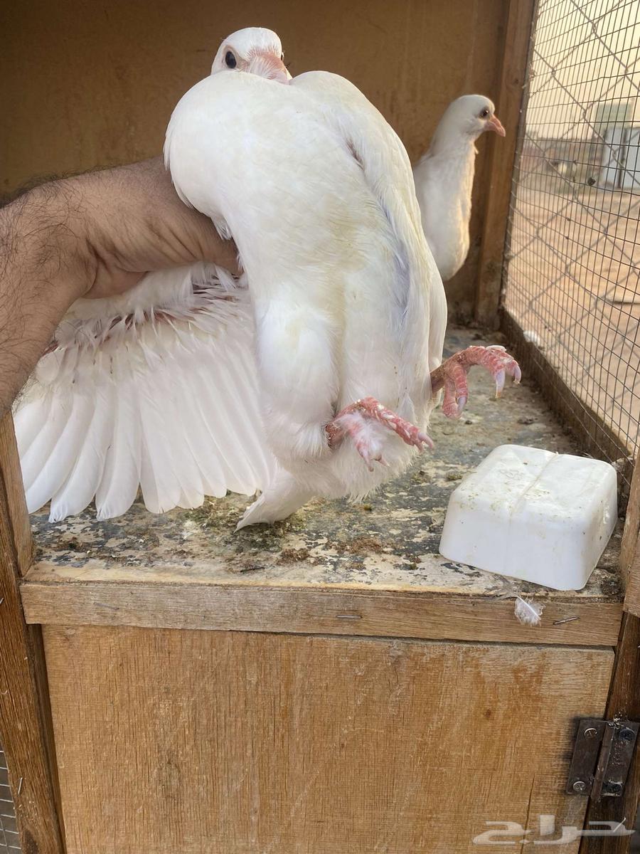 6 ازواج للبيع فروخ فرنسي ملكي وفروخ سلفر64372594223233112