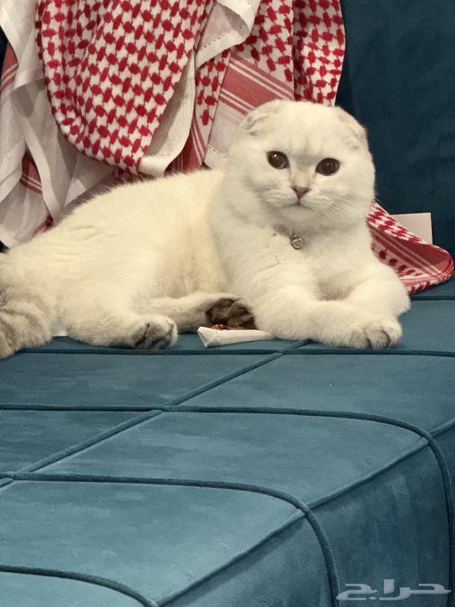 Scotch Pure64366644658562110