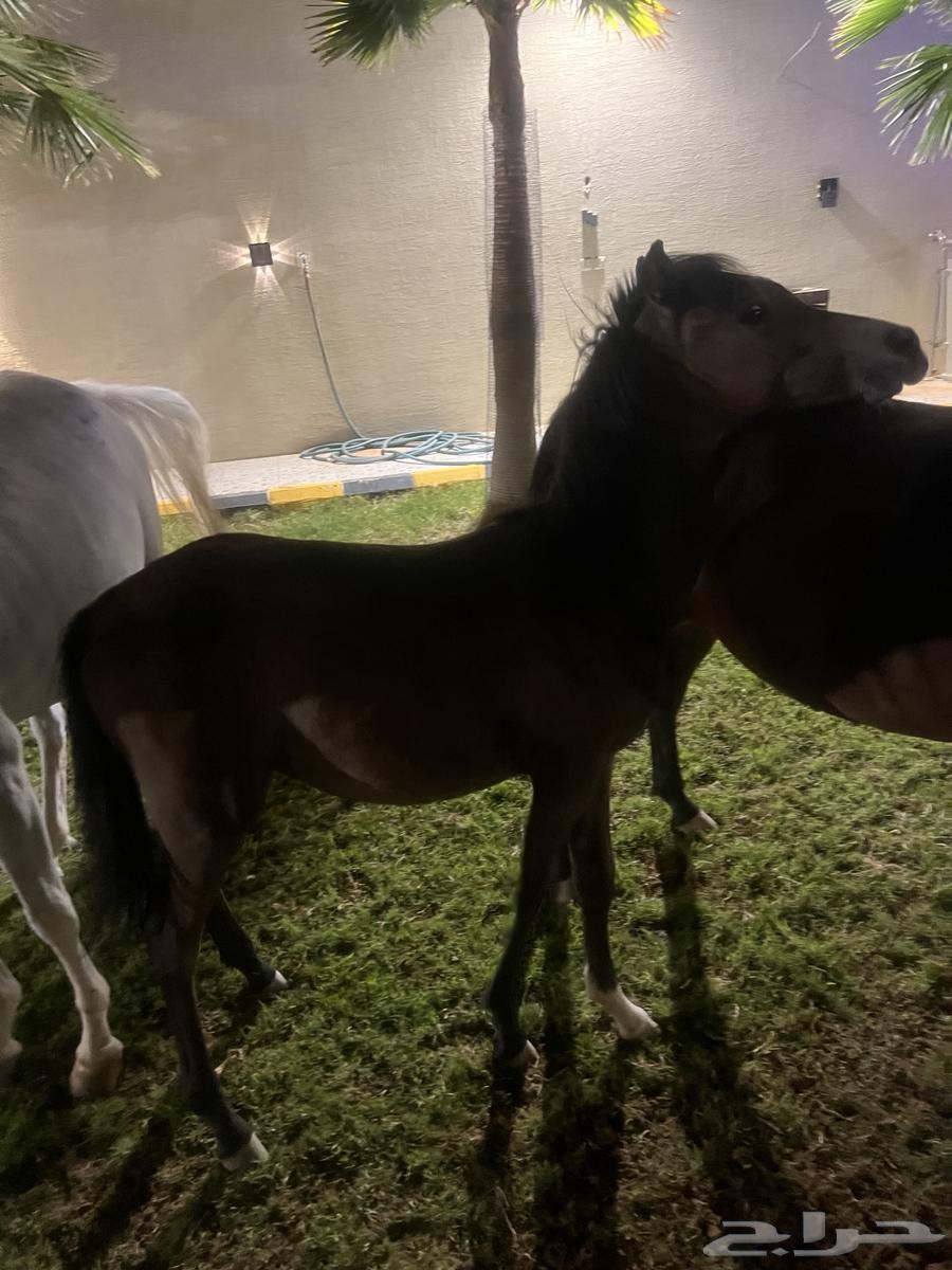 الرياض ديراب64363711172098113