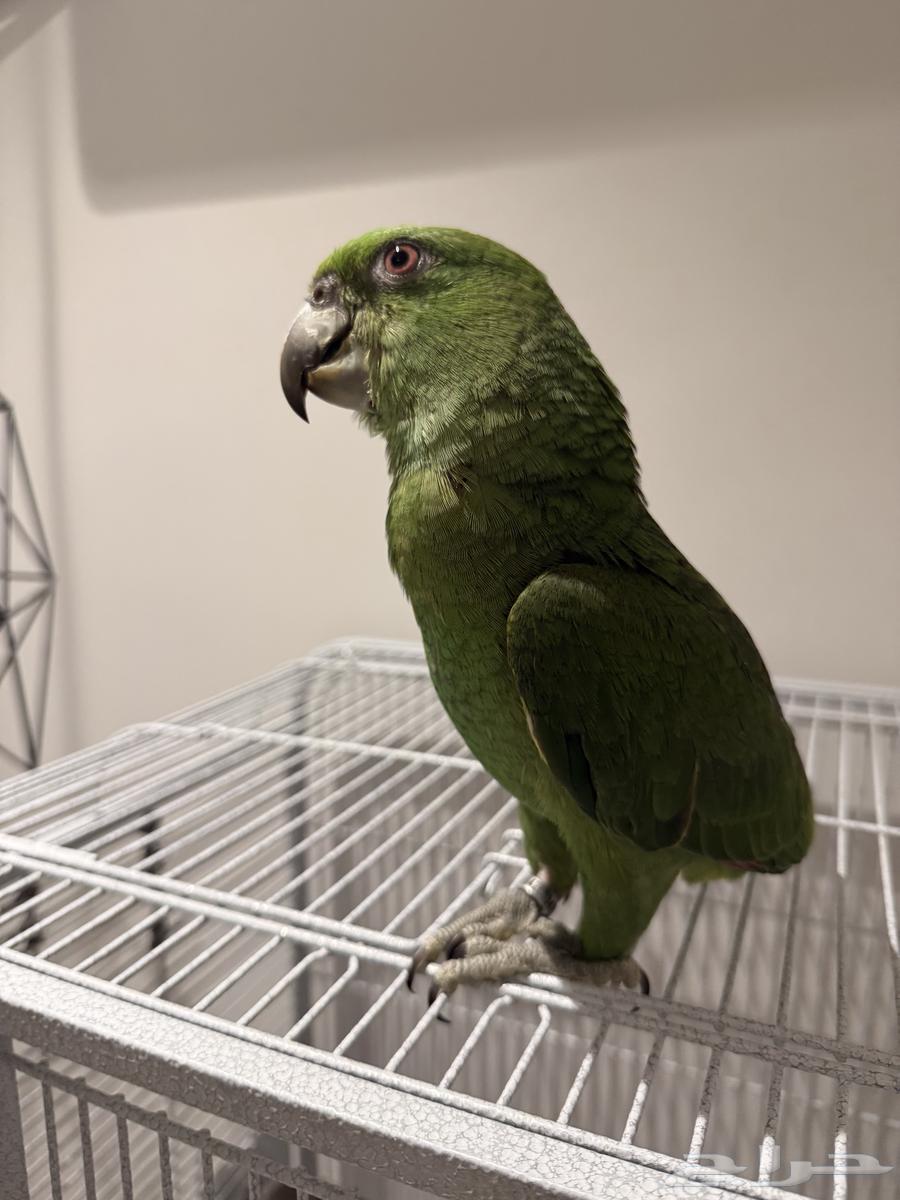 فرخ يلوناب بيور متكلم64363204388993110